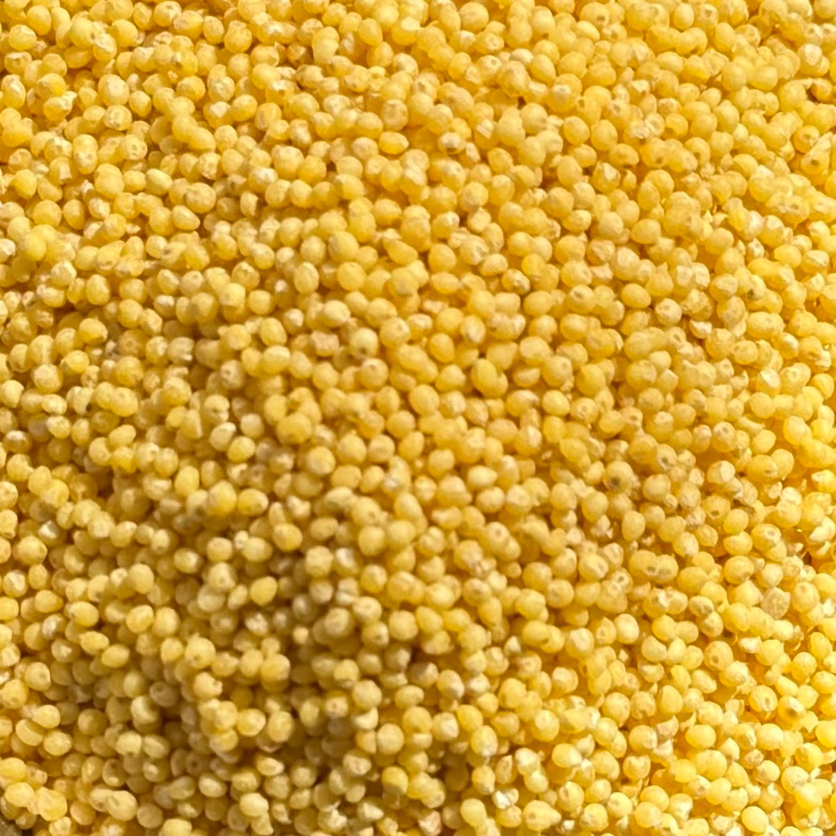 Organic Millet | hulled