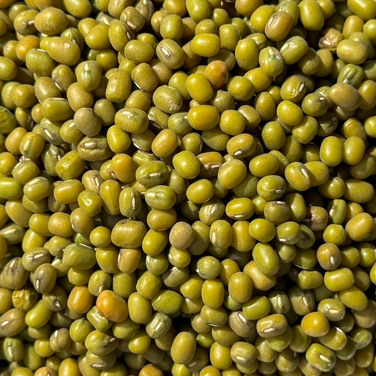 Mung Dal grün | Mungbohnen keimfähig